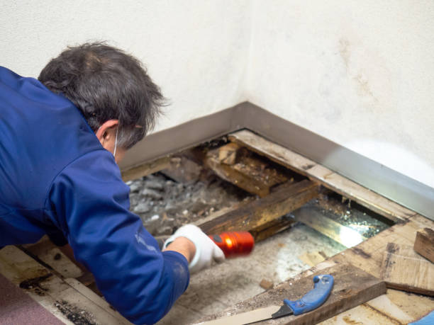 Best Crawl Space Mold Removal  in Sterling City, TX