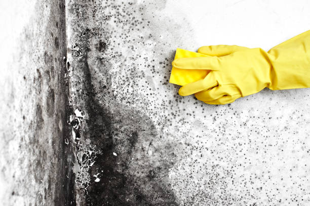 Best Mold Damage Repair  in Sterling City, TX