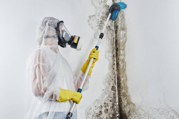 Home Mold Removal in Sterling City, TX