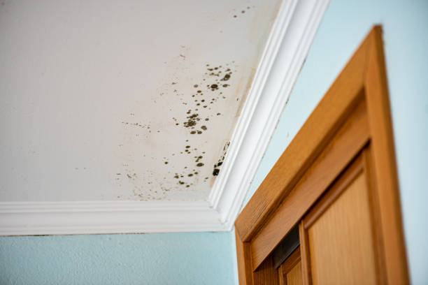 Best Mold Cleaning Services  in Sterling City, TX
