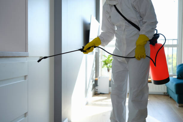 Attic Mold Removal in Sterling City, TX