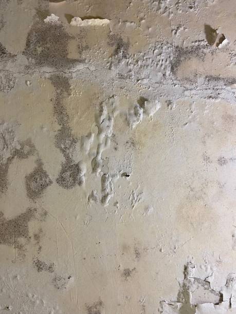 Best Mold Removal Company Near Me  in Sterling City, TX