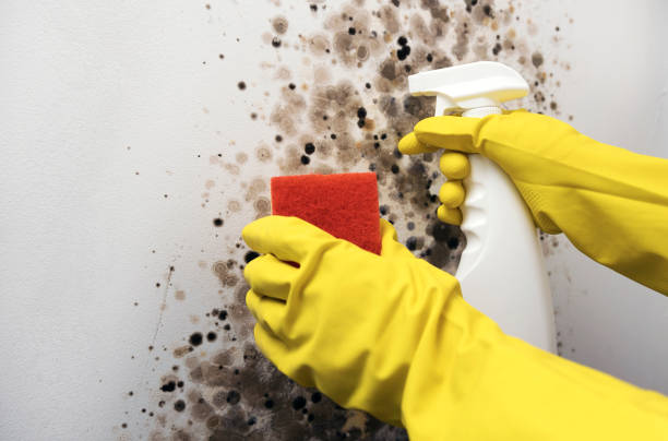 Best Commercial Mold Removal  in Sterling City, TX