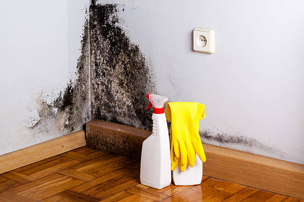 Professional Mold Removal in Sterling City, TX